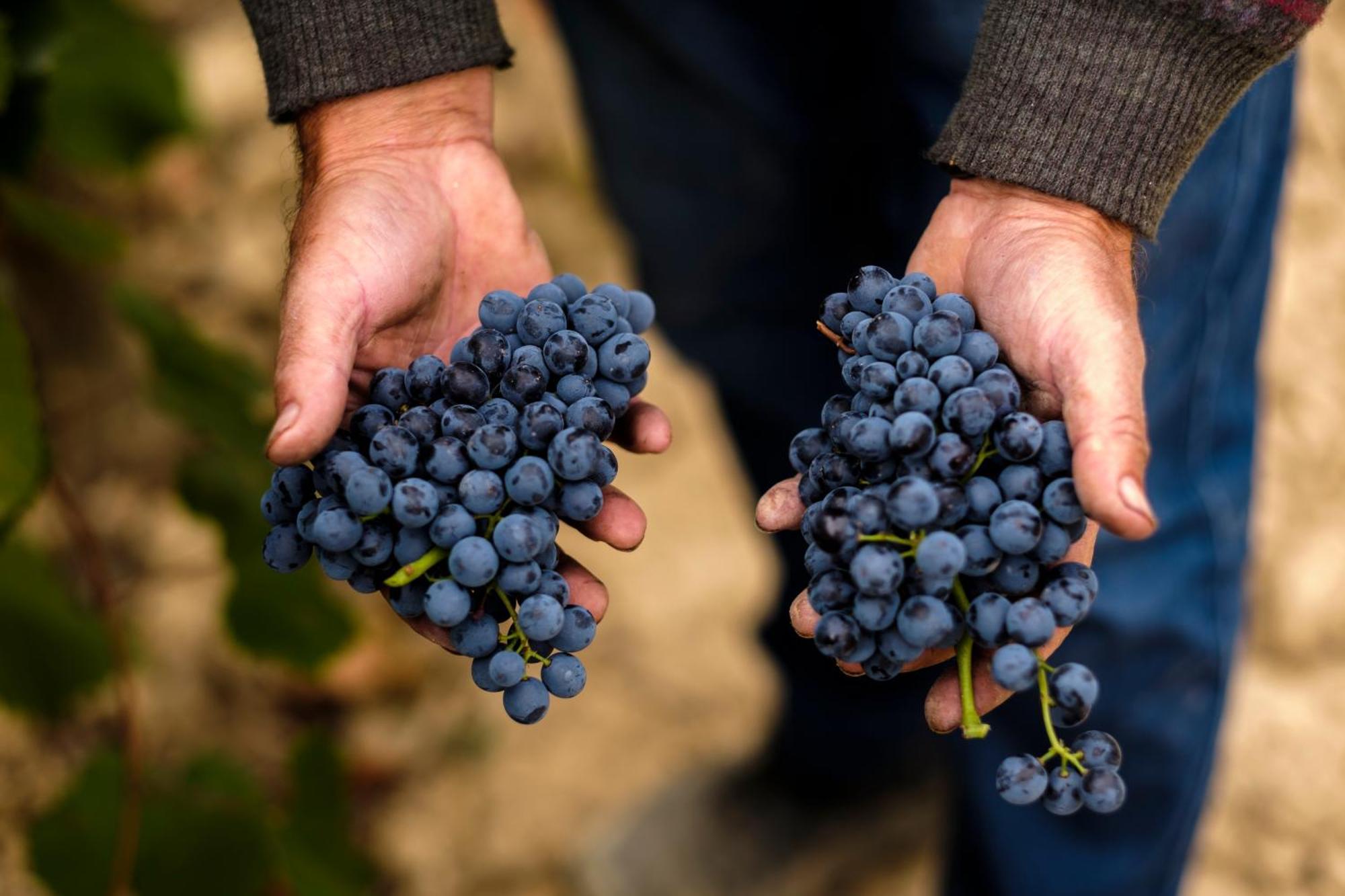 Enoturismo Celler Pinol Daire Batea Dış mekan fotoğraf