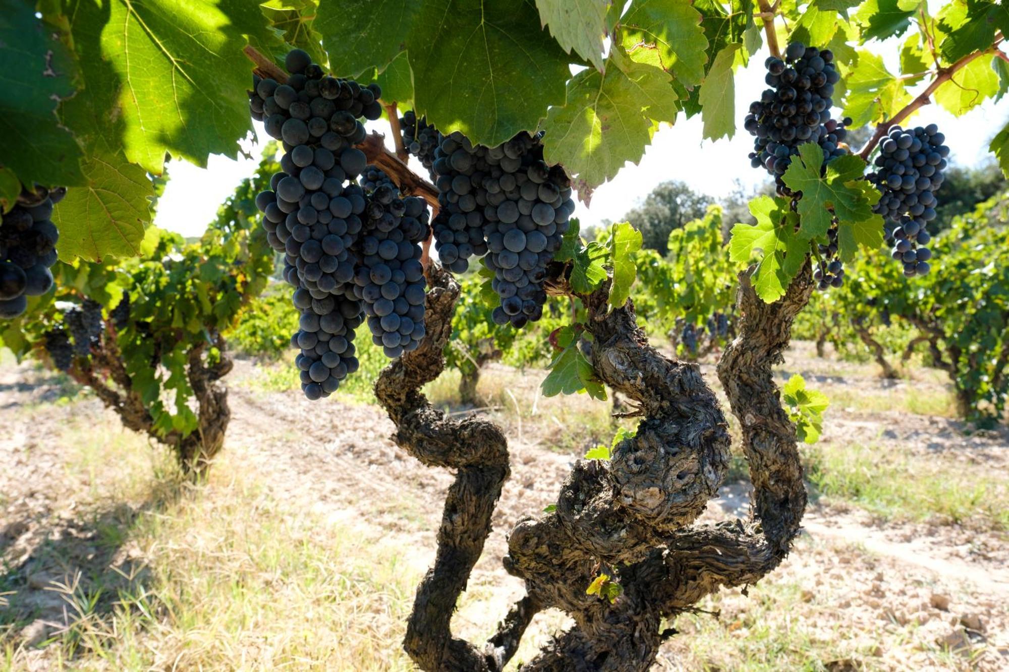 Enoturismo Celler Pinol Daire Batea Dış mekan fotoğraf